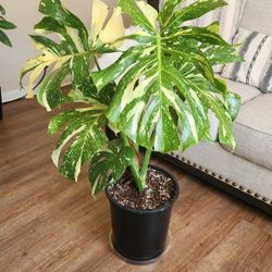 $155 Large Monstera Thai Constellation 🌿 5-gallon pot