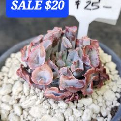 SUCCULENT PLANT SALE SATURDAY. FROM 1PM TO 5PM IN SAN LORENZO