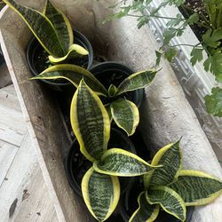 Sansevieria Suberba Snake Plant Flower Pot
