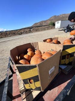 Pumpkins For Sale 