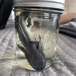 Axolotl In A Jar