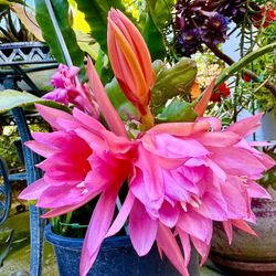 Pink Epiphyllum Orchid Cactus Plant - In Big 5 Gallon Pot 