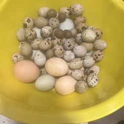 Quail And Chicken Eggs