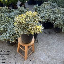 5 Gallons Pittosporum Variegatum 