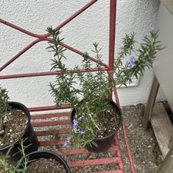 Rosemary Plant 🪴 