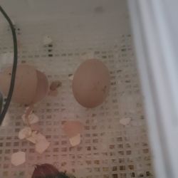 Fertilized Chicken Eggs For Hatching