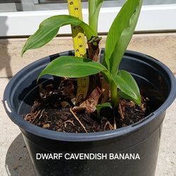 Dwarf Cavendish Banana trees