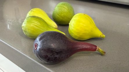 5-Gallon Mystery Fig Trees | Yellow, Dark Green, Light Green & Purple Figs | Variety Awaiting Discovery