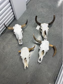 Real Cow Skuls