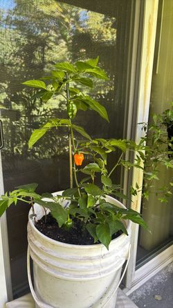 Abaneroplant