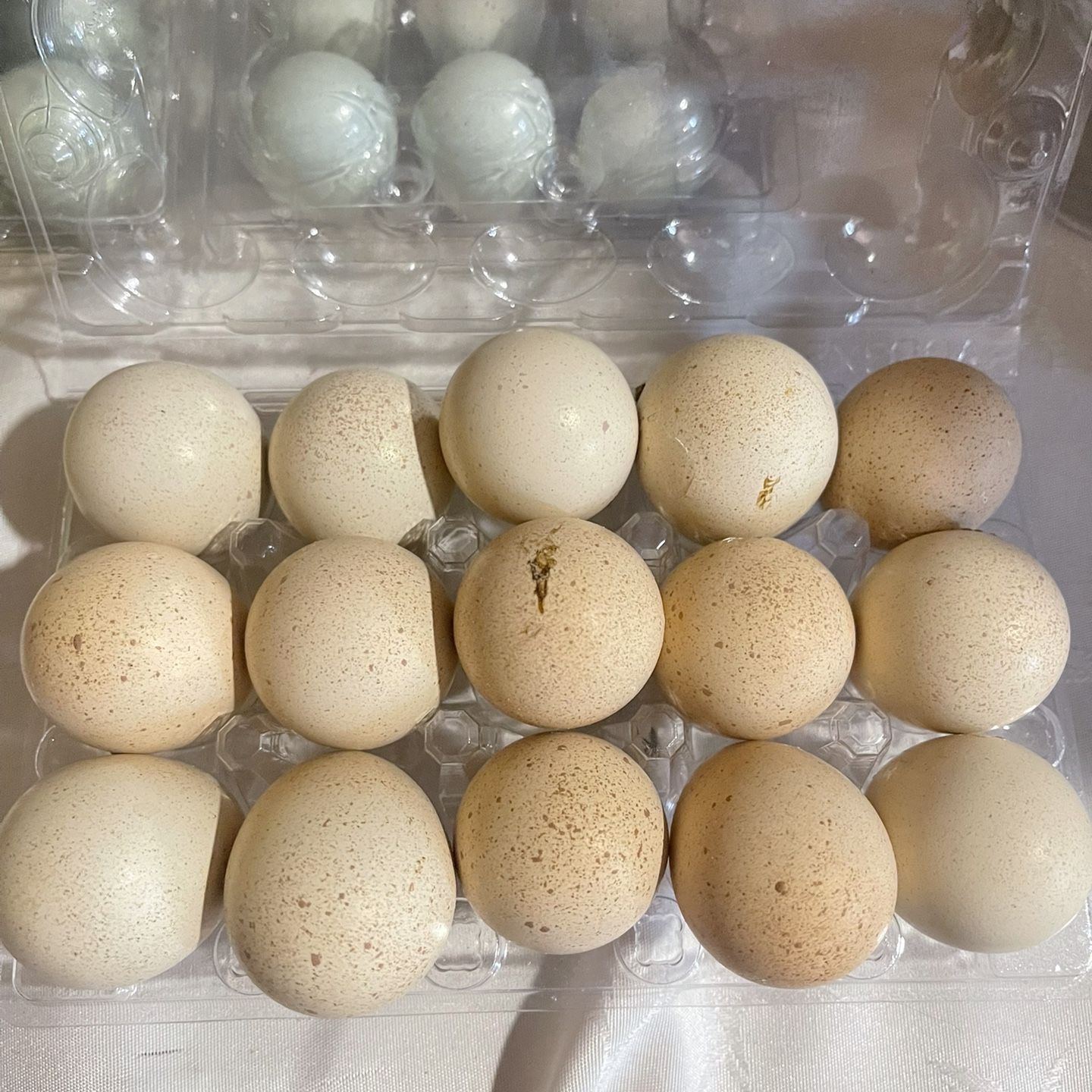 Chukar Eggs