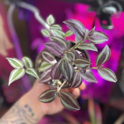 Tradescantia Zebrina 