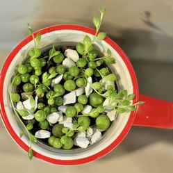 String Of Pearls In A Festive Mug