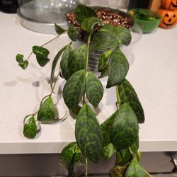 6 Inch Indoor Plant