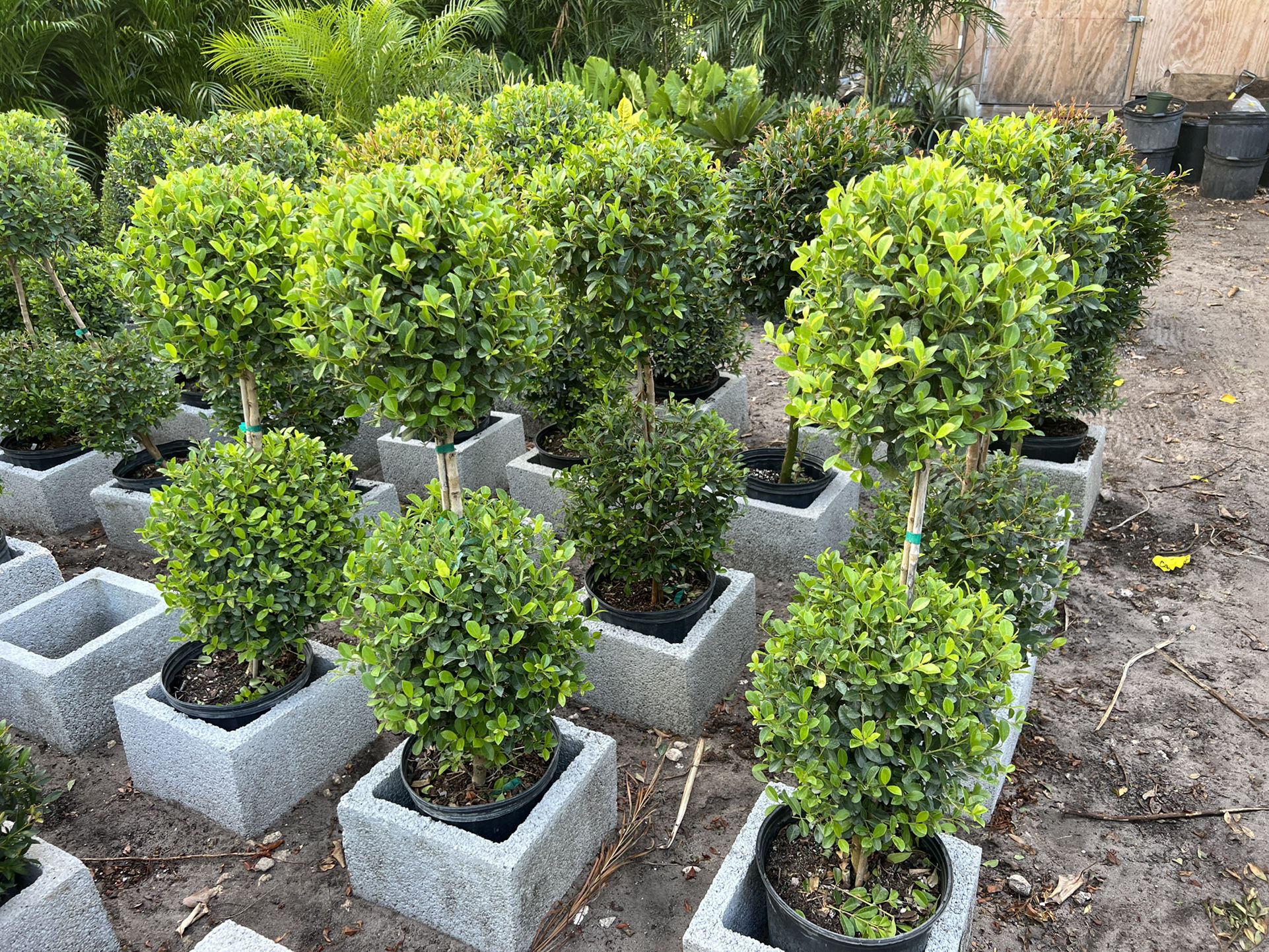 Topiary Double Balls In 3 gls Pot. SPECIAL PRICE 🤩