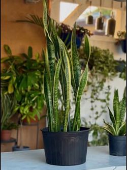 Snake Plant (Sansevieria)