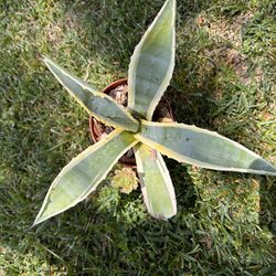 Veriegated Agave Plant