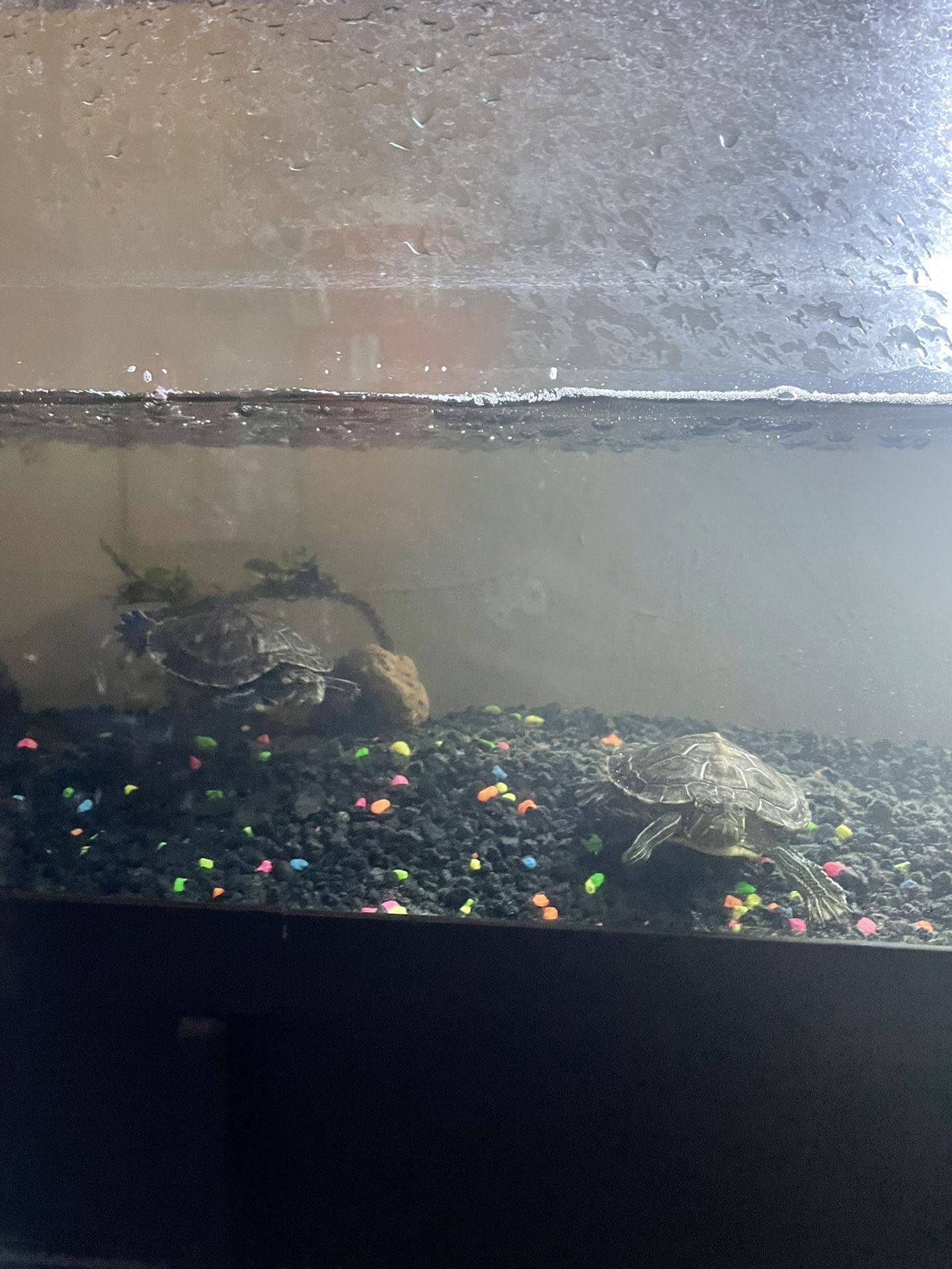 Young Red Eared Sliders 