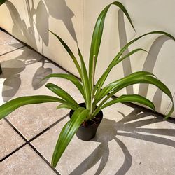 Hawaiian Clorophytum 