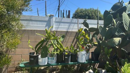 Nopales y dragón