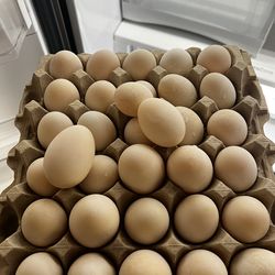 Duck Eggs