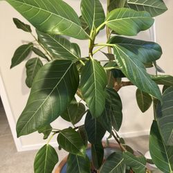 Attisima Fig Indoor Plant