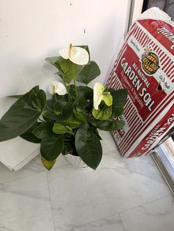 White Anthurium Plant for Sympathy