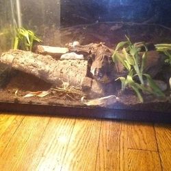 Fully Decorated 10 Gallon Fish Tank