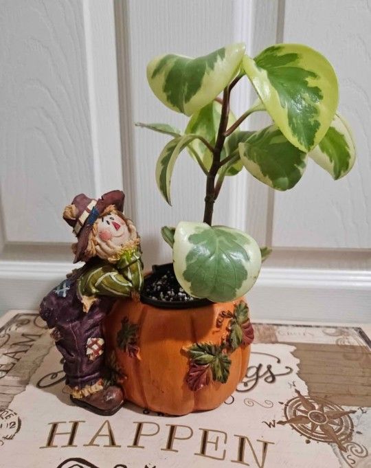 Peperomia Plant in Holiday Pot
