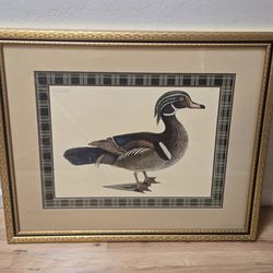 Mark Catesby The Summer Duck Framed Art Print 34x29"