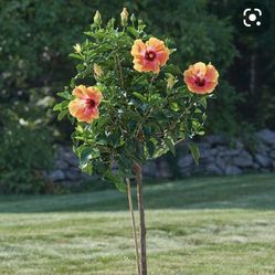 BIG SALE! Many Plants And Palms Low Prices!