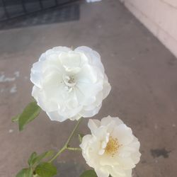 White Rose Plant
