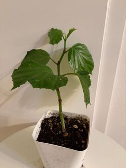 Morning Glory Begonia