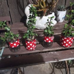Valentine's Mini Planter With Succulent Tree