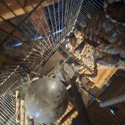 Bird Cage 