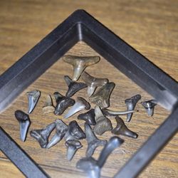 Small Black Shark Teeth In Showcase 