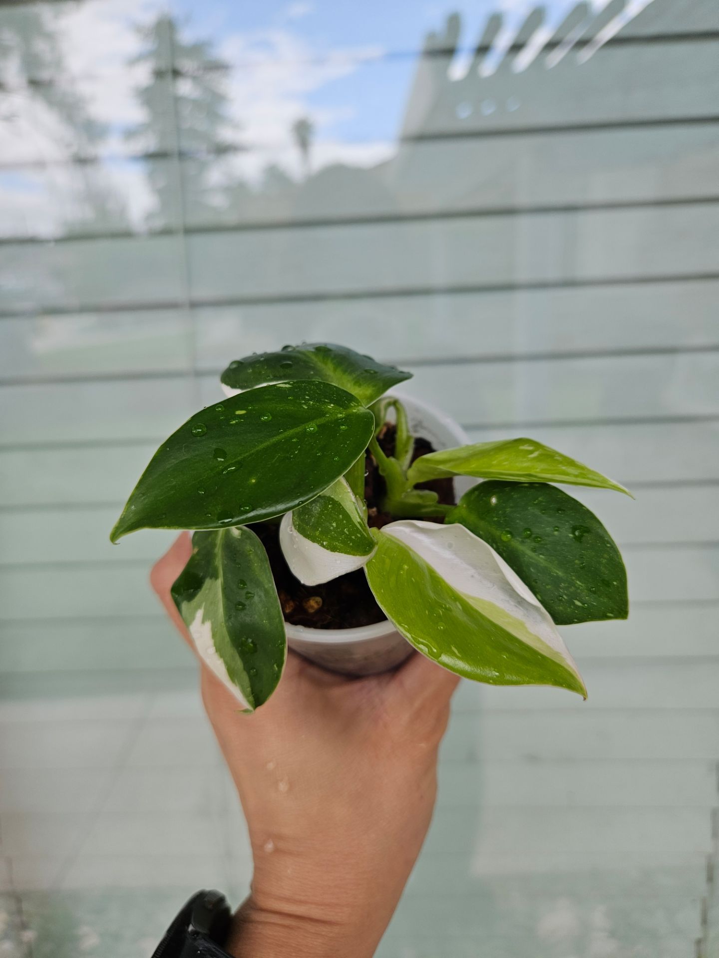Philodendron White Wizard Plant