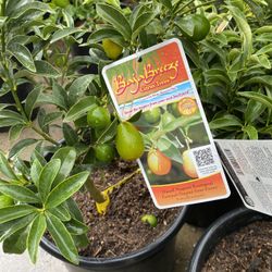 Fruit Trees