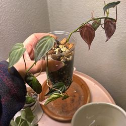 Philodendron Mican Starter 