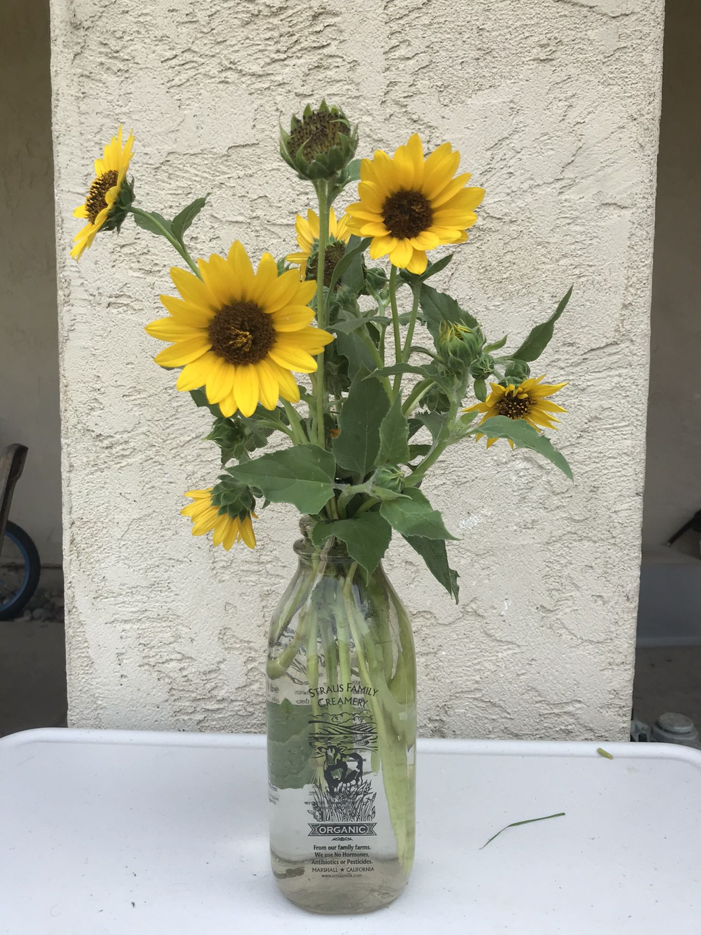 Fresh Sunflower Arrangement