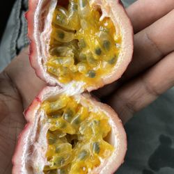 Passion Fruit  Tree 