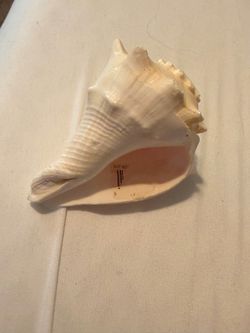 Large Natural Conch Seashell