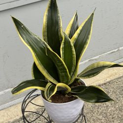 Black And Gold Sansevieria Snake Plant 