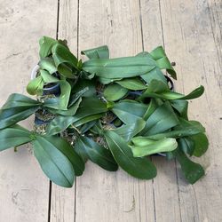 Phalaenopsis orchid plants