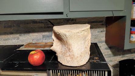 dinosaur bone????