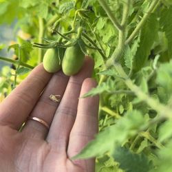 Organic Tomato Plants Plant Sale!