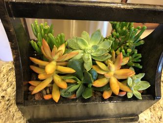 Real succulents