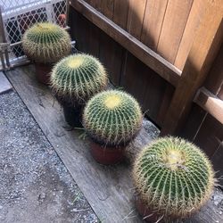 Barrel Cactus $10 Each