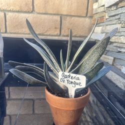 Large Gasteria Ox Tongue Succulent 
