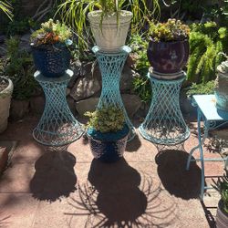 succulents in  assorted pots